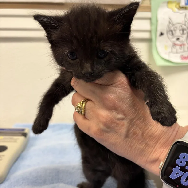 A baby small-sized female Black Domestic Medium Hair cat named Malibu for adoption in Greensboro, GA