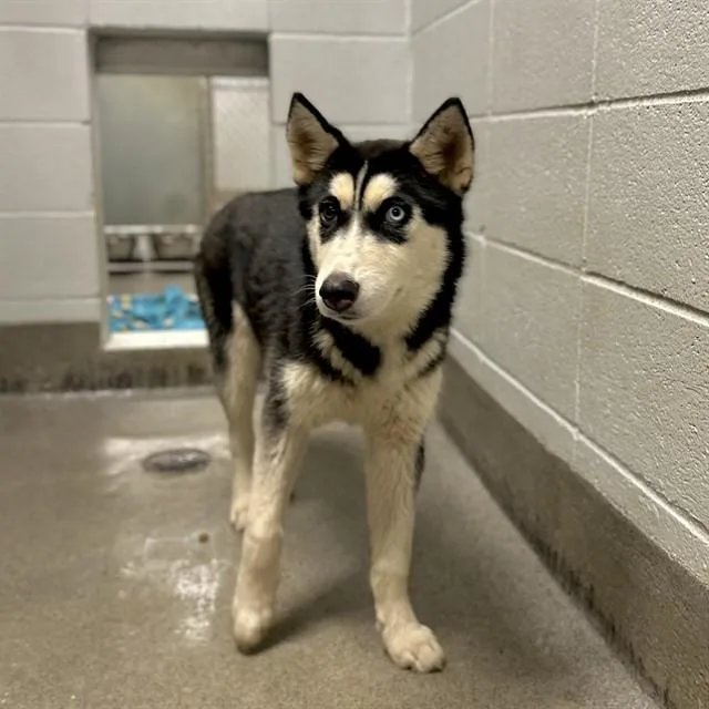 A young medium-sized female Siberian Husky dog named Luma for adoption in Huntsville, AL