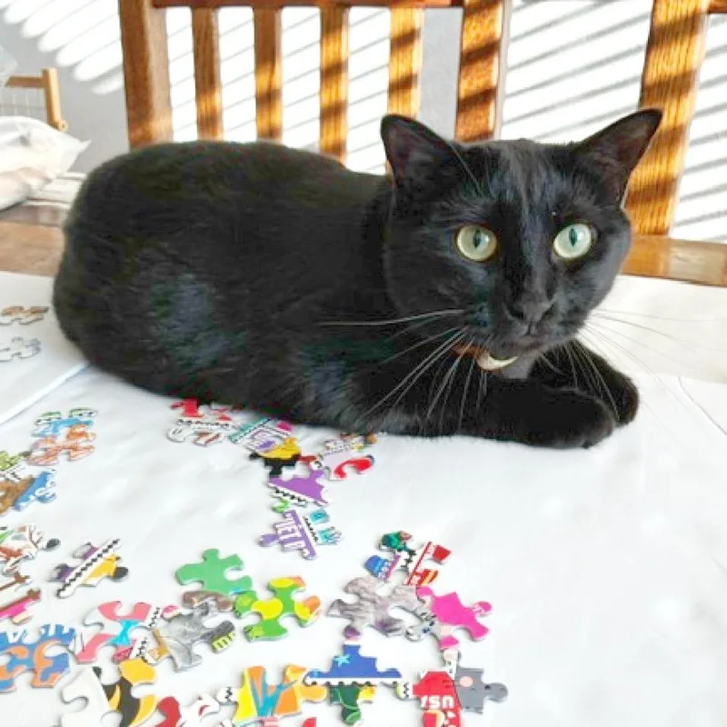 An adult large-sized female Black Domestic Short Hair cat named Maggie for adoption in Flower Mound, TX
