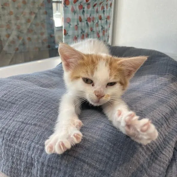 A baby small-sized male White Domestic Medium Hair cat named Twinkie for adoption in Hailey, ID