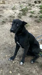 A young large-sized male Shepherd dog named Bubba for adoption in Chickamauga , GA