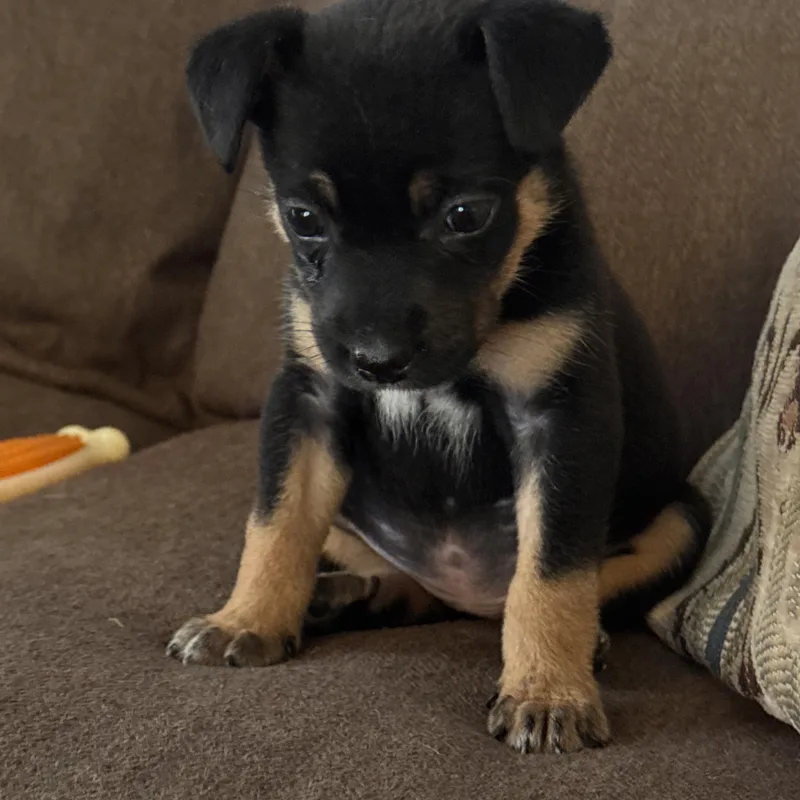 A baby small-sized female Chiweenie dog named Fiona for adoption in Cordova, TN