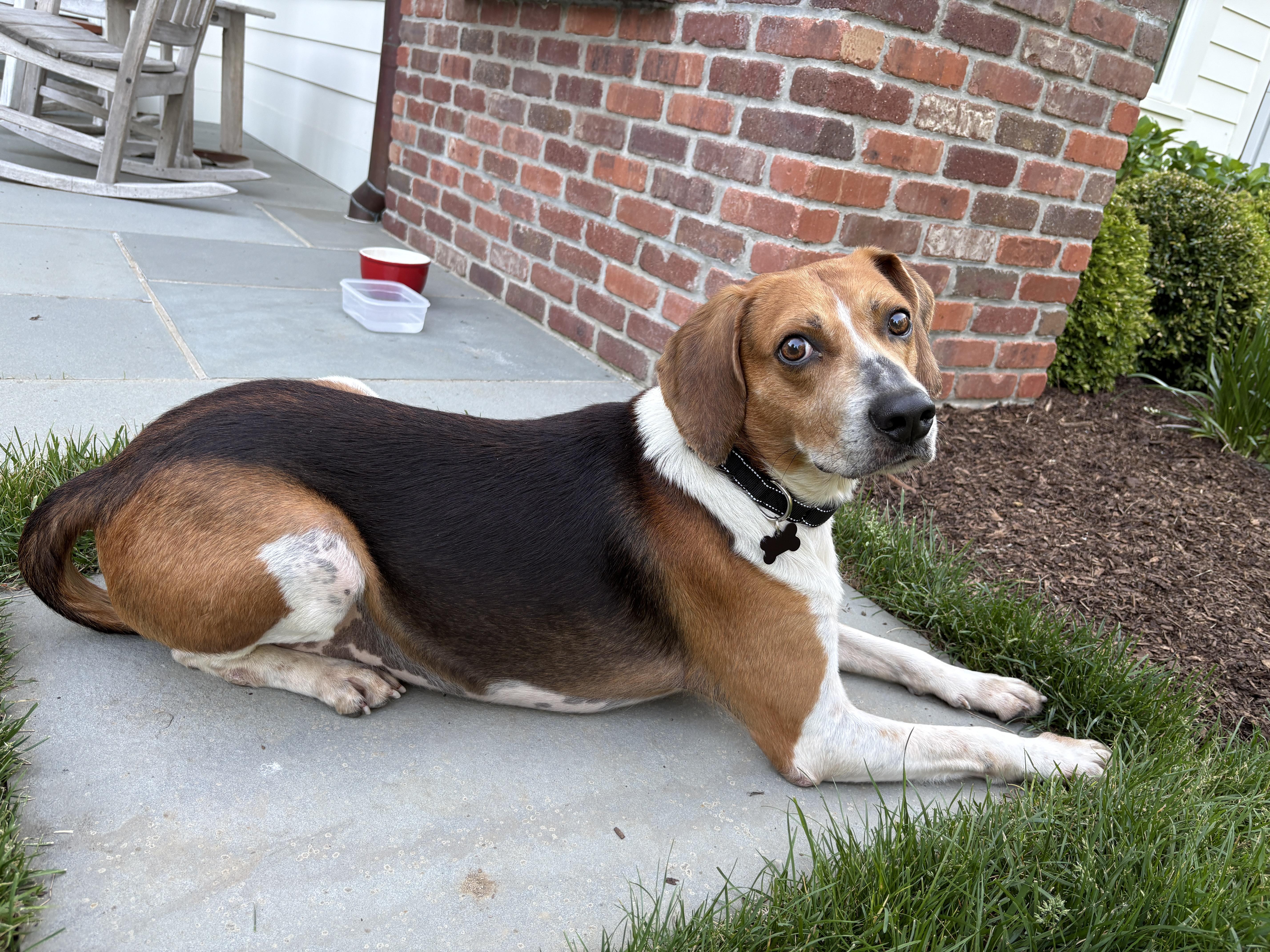 An adult medium-sized male Tricolor (Brown, Black, & White) Treeing Walker Coonhound dog named Float for adoption in New York, NY