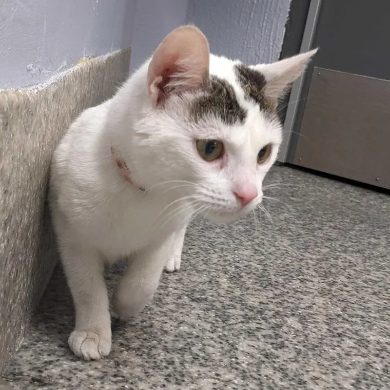 An adult small-sized female White Domestic Short Hair cat named Lucy for adoption in Falls Church, VA