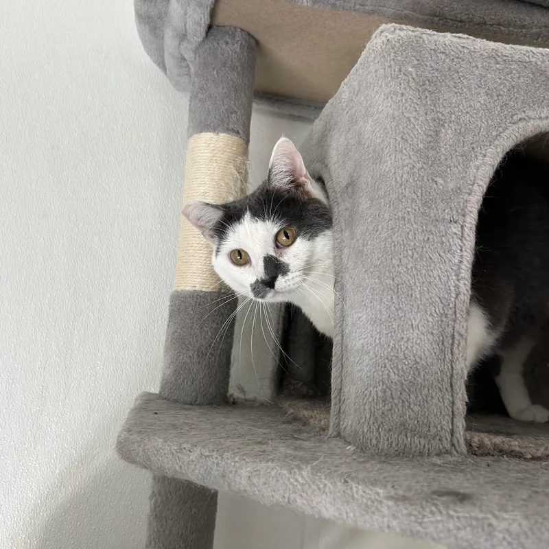 An adult medium-sized female Gray & White Domestic Short Hair cat named Dot for adoption in El Cajon, CA