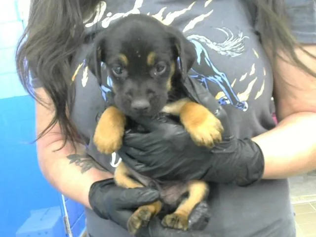 A baby small-sized male Australian Cattle Dog / Blue Heeler dog named Smokey for adoption in Albuquerque, NM
