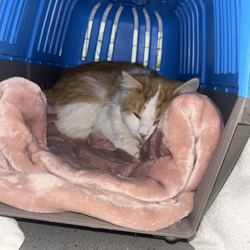An adult medium-sized male Domestic Medium Hair cat named OCedar for adoption in Middle Village, NY