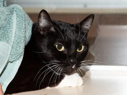 A senior medium-sized female Domestic Short Hair cat named Biscuits for adoption in Longmont, CO