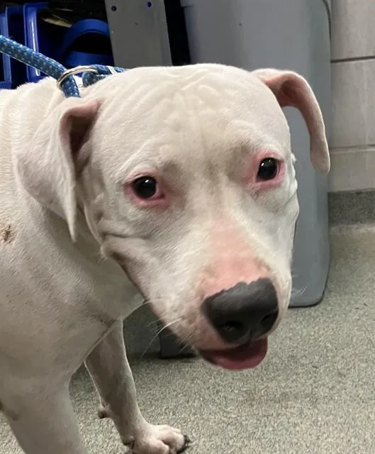 A young large-sized female Mixed Breed dog named Candy for adoption in Dallas, TX