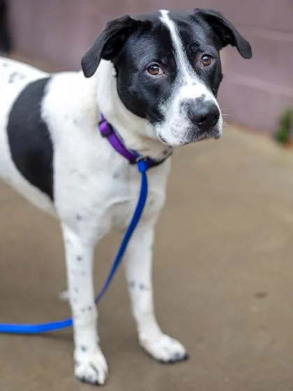 An adult large-sized male Mixed Breed dog named Gribble for adoption in Chamblee, GA