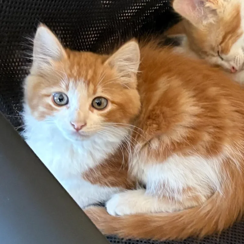 A baby medium-sized male Domestic Long Hair cat named Thurman Merman for adoption in Pendleton, OR