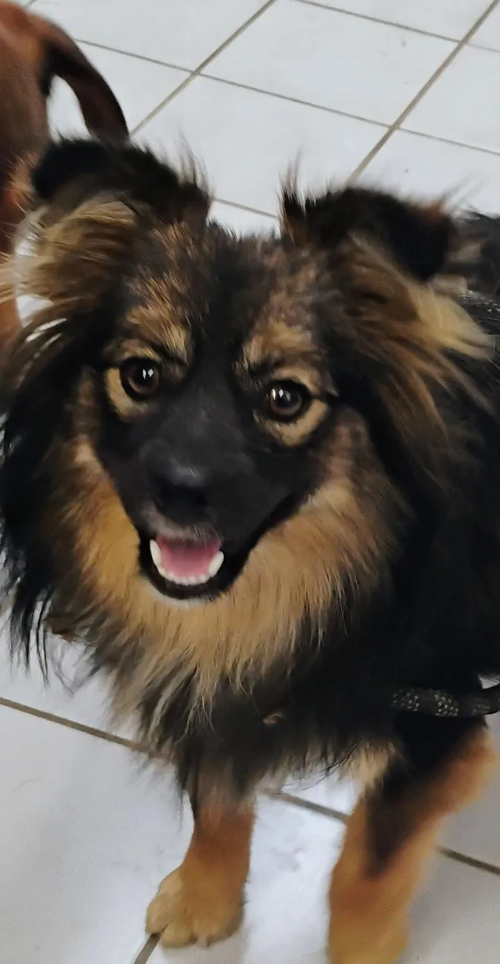 A young small-sized female Tricolor (Brown, Black, & White) Pomeranian dog named Trixie for adoption in Saint Jo, TX