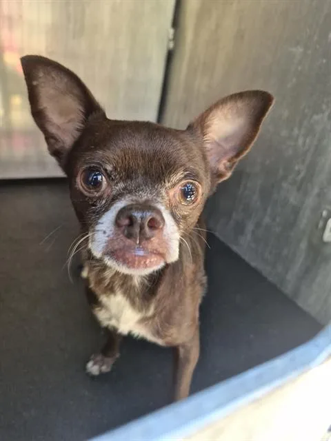 An adult small-sized male Chihuahua dog named Chico for adoption in San Antonio, TX
