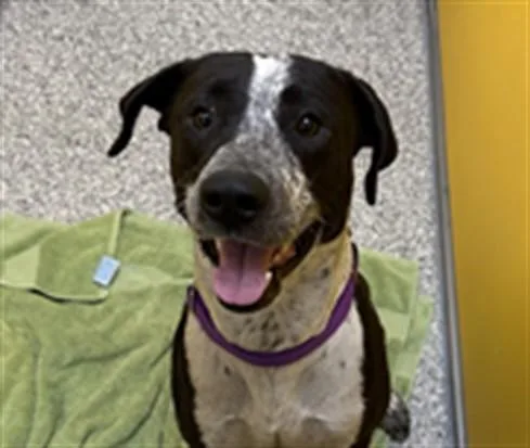 An adult large-sized male Pit Bull Terrier dog named Zack for adoption in Tucson, AZ