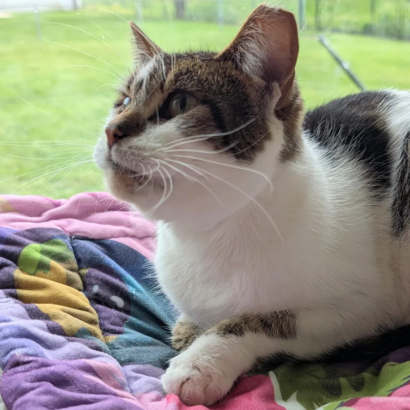 A senior medium-sized female White Domestic Short Hair cat named Scarlet for adoption in Quincy, OH