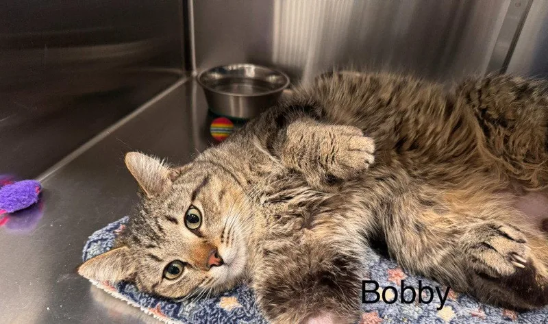 A young small-sized male Brown / Chocolate Domestic Short Hair cat named Bobby for adoption in Saint George, UT