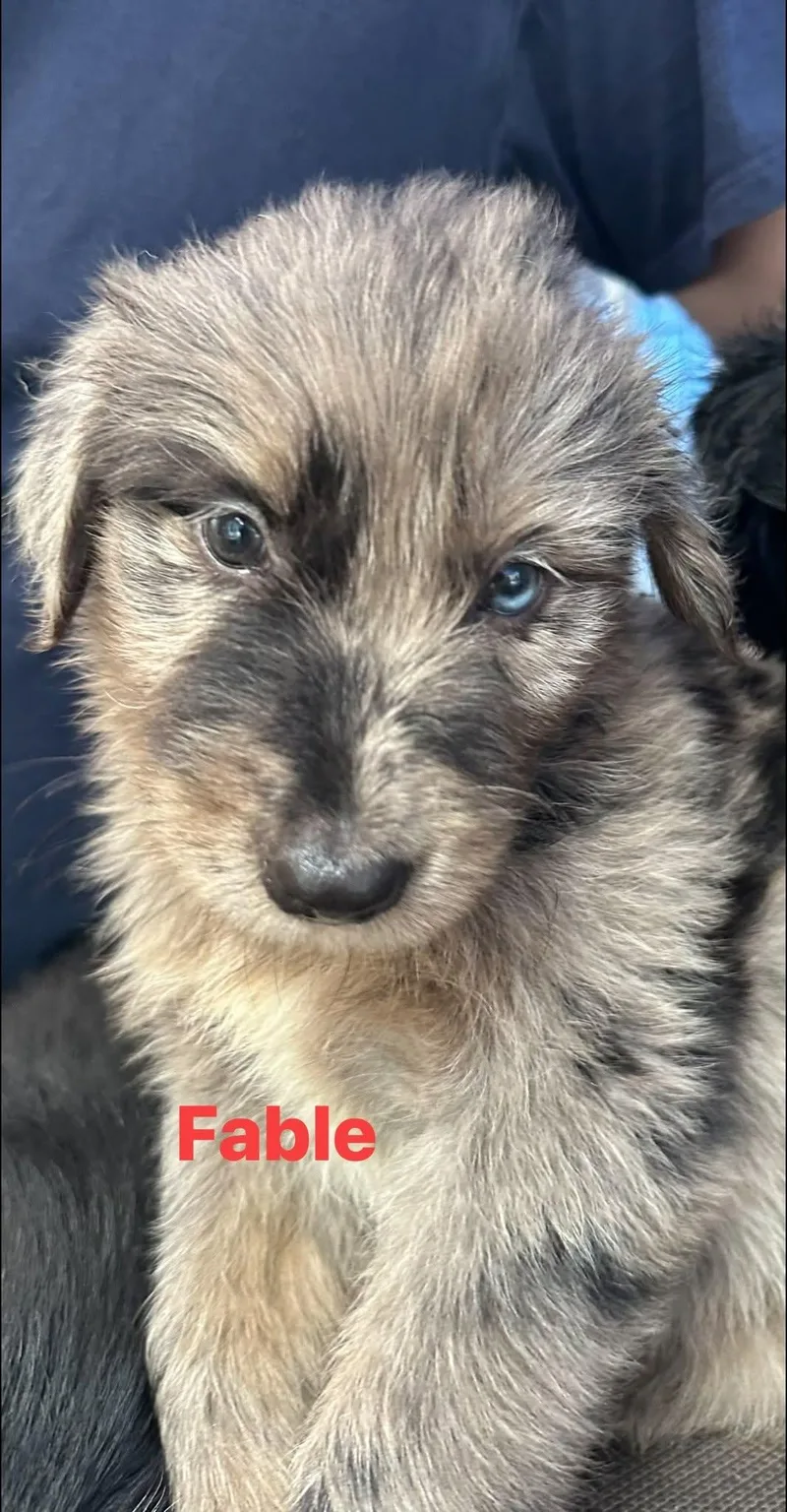 Fable thumbnail 2