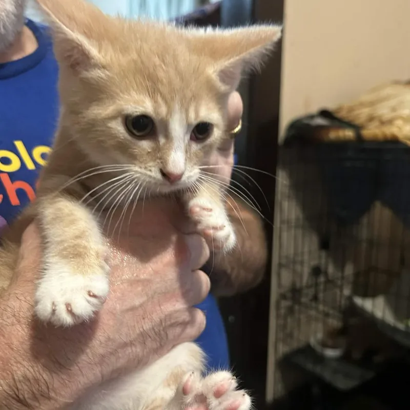 A baby small-sized male Orange / Red Domestic Short Hair cat named Jacob for adoption in Johnstown, PA