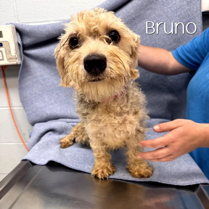 Bruno