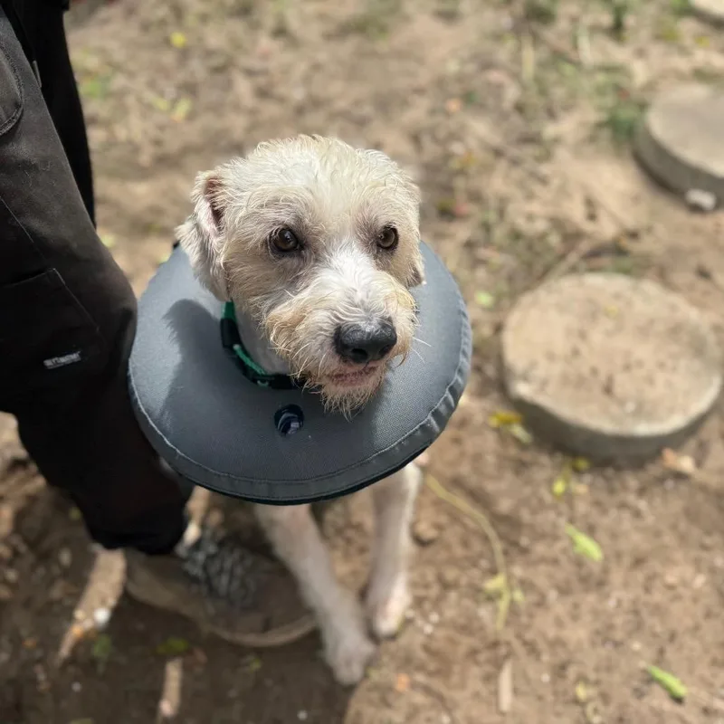 A young medium-sized male Mixed Breed dog named Scrump for adoption in Pensacola, FL