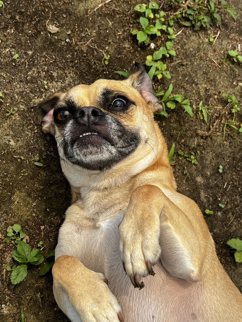 An adult small-sized male Brown / Chocolate Puggle dog named Chad for adoption in New Port Richey, FL