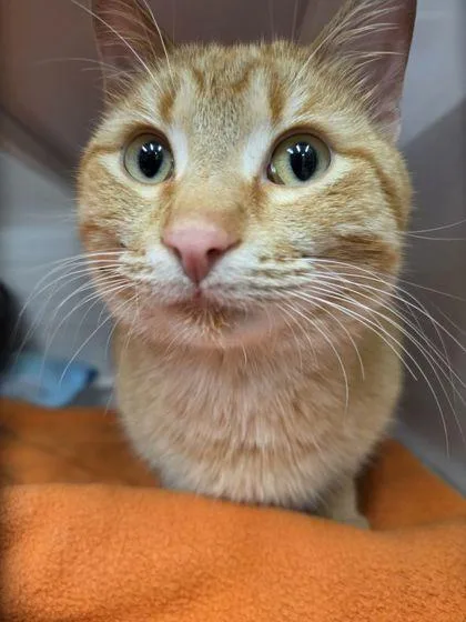 An adult medium-sized male Domestic Short Hair cat named Reese`s for adoption in Shawano, WI