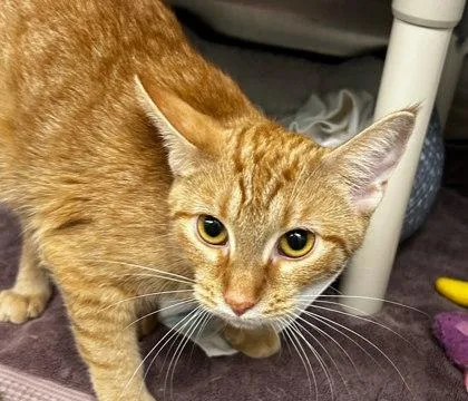 An adult small-sized female Domestic Short Hair cat named Mantis for adoption in Munster, IN