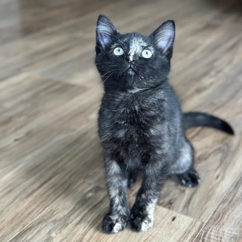 A baby small-sized female Tortoiseshell Domestic Short Hair cat named Rory for adoption in Evansville, IN