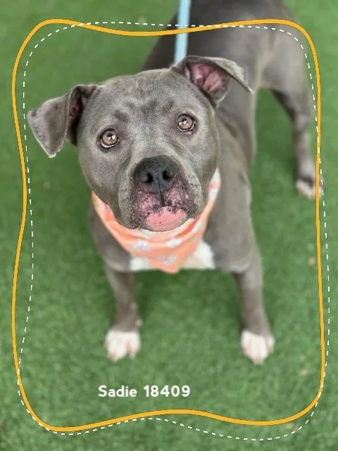 Sadie thumbnail 2