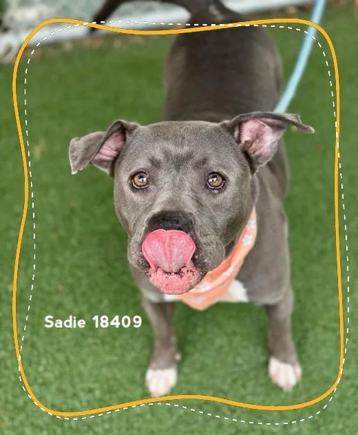 Sadie thumbnail 6