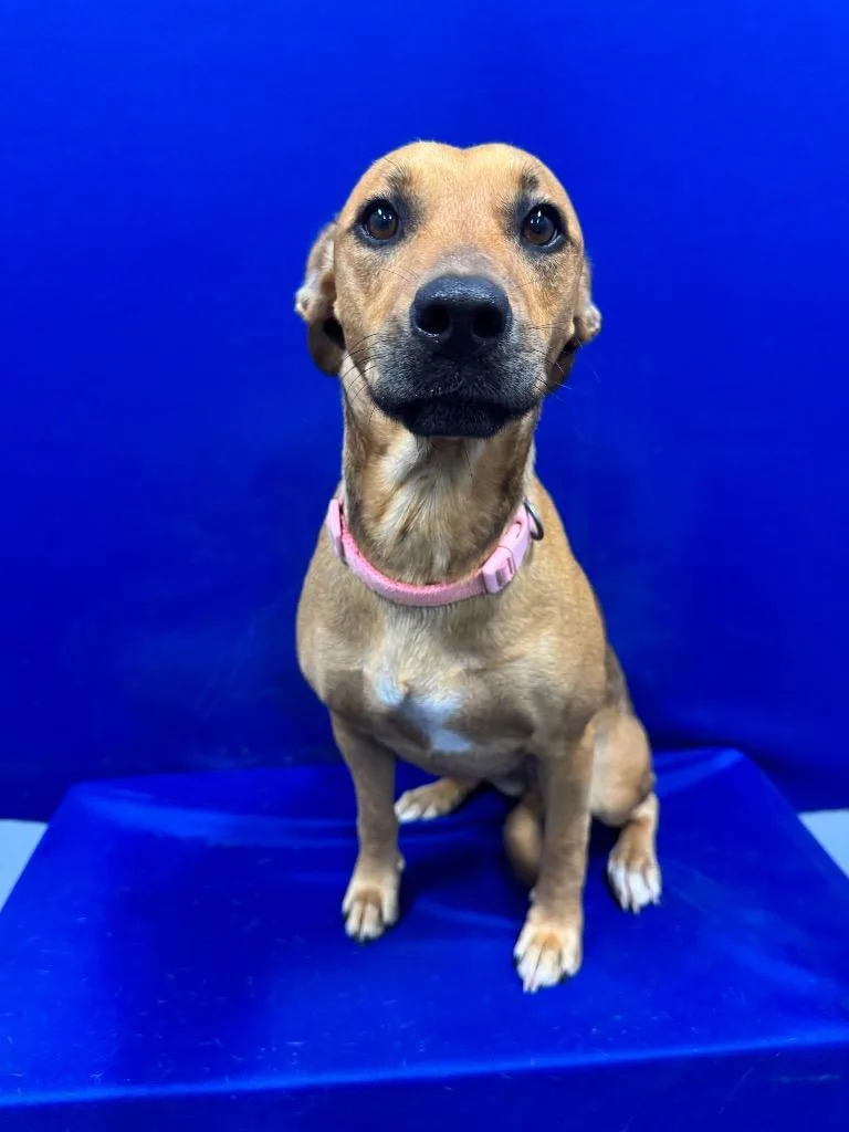 An adult large-sized female Mixed Breed dog named Skyfire for adoption in Ruston, LA