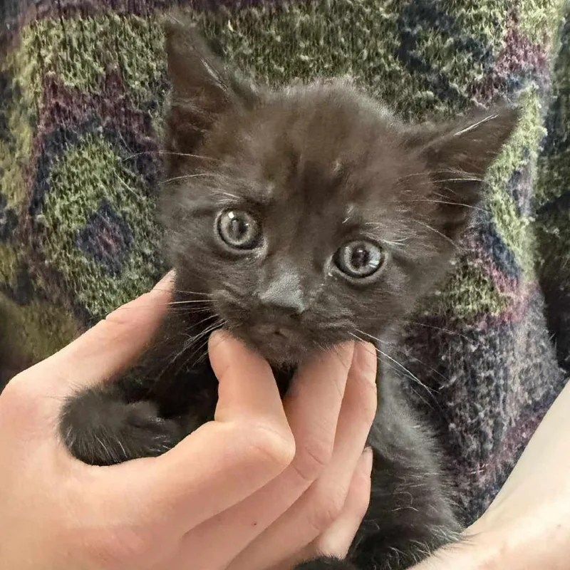 A baby small-sized male Black Domestic Short Hair cat named Juniper for adoption in Beckley, WV