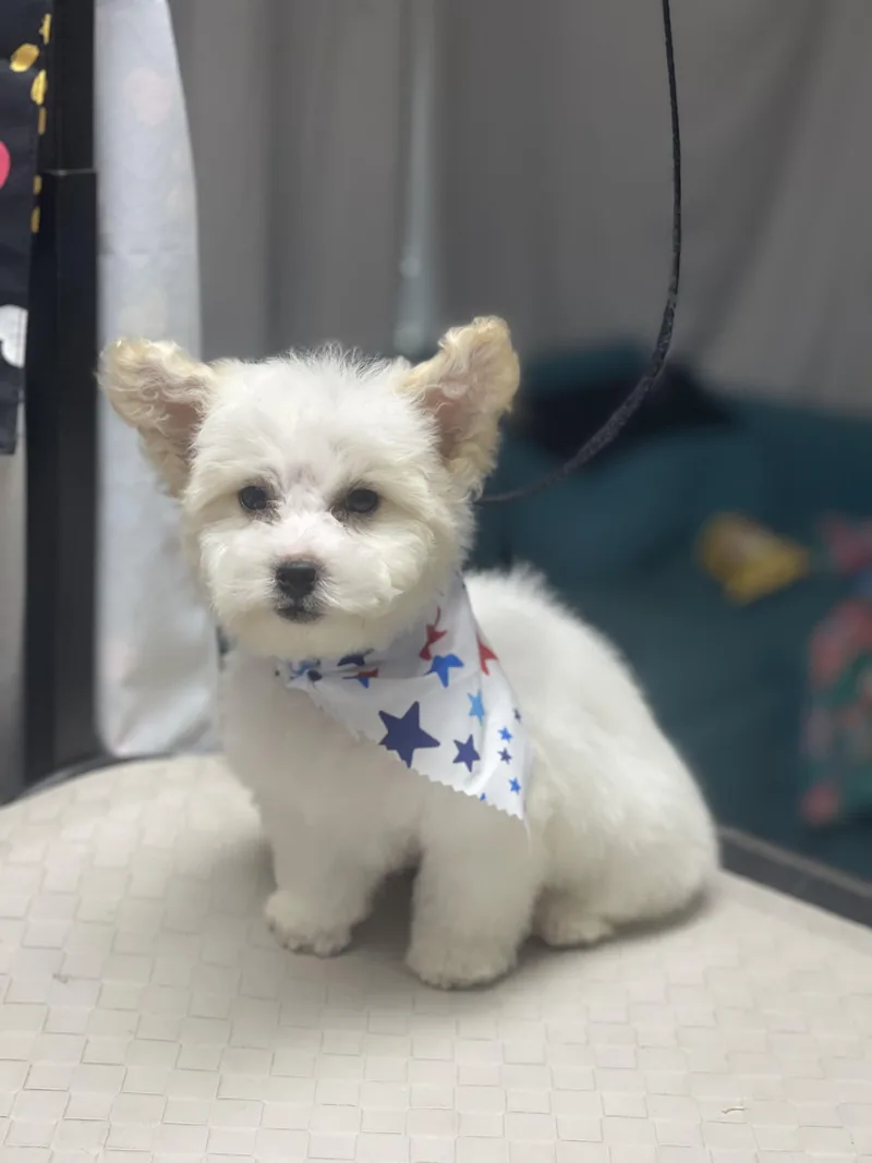 A baby small-sized male White / Cream Miniature Poodle dog named CrackerJack for adoption in Fresno, CA