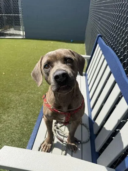 An adult large-sized male Mixed Breed dog named Zealous for adoption in Lafayette, IN