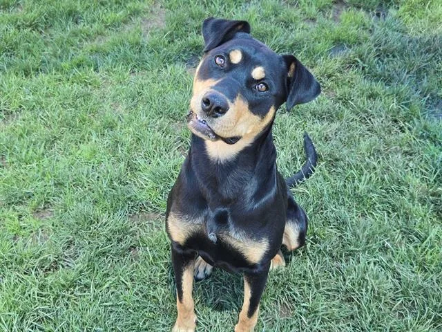 A young large-sized female Rottweiler dog named Marla for adoption in Auburn, CA