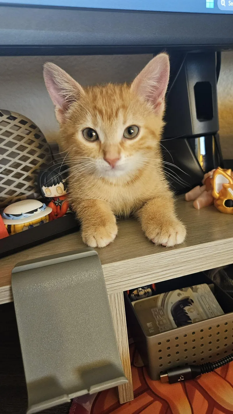 A young small-sized female Domestic Short Hair cat named Pixie for adoption in Mansfield, TX