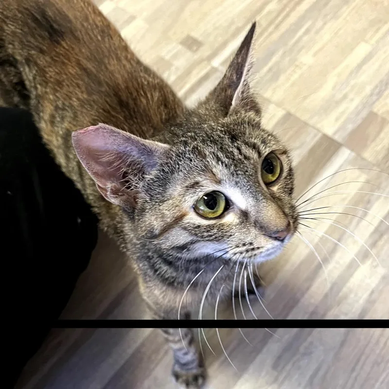 A young small-sized female Tortoiseshell Domestic Short Hair cat named Rosie for adoption in Las Vegas, NV