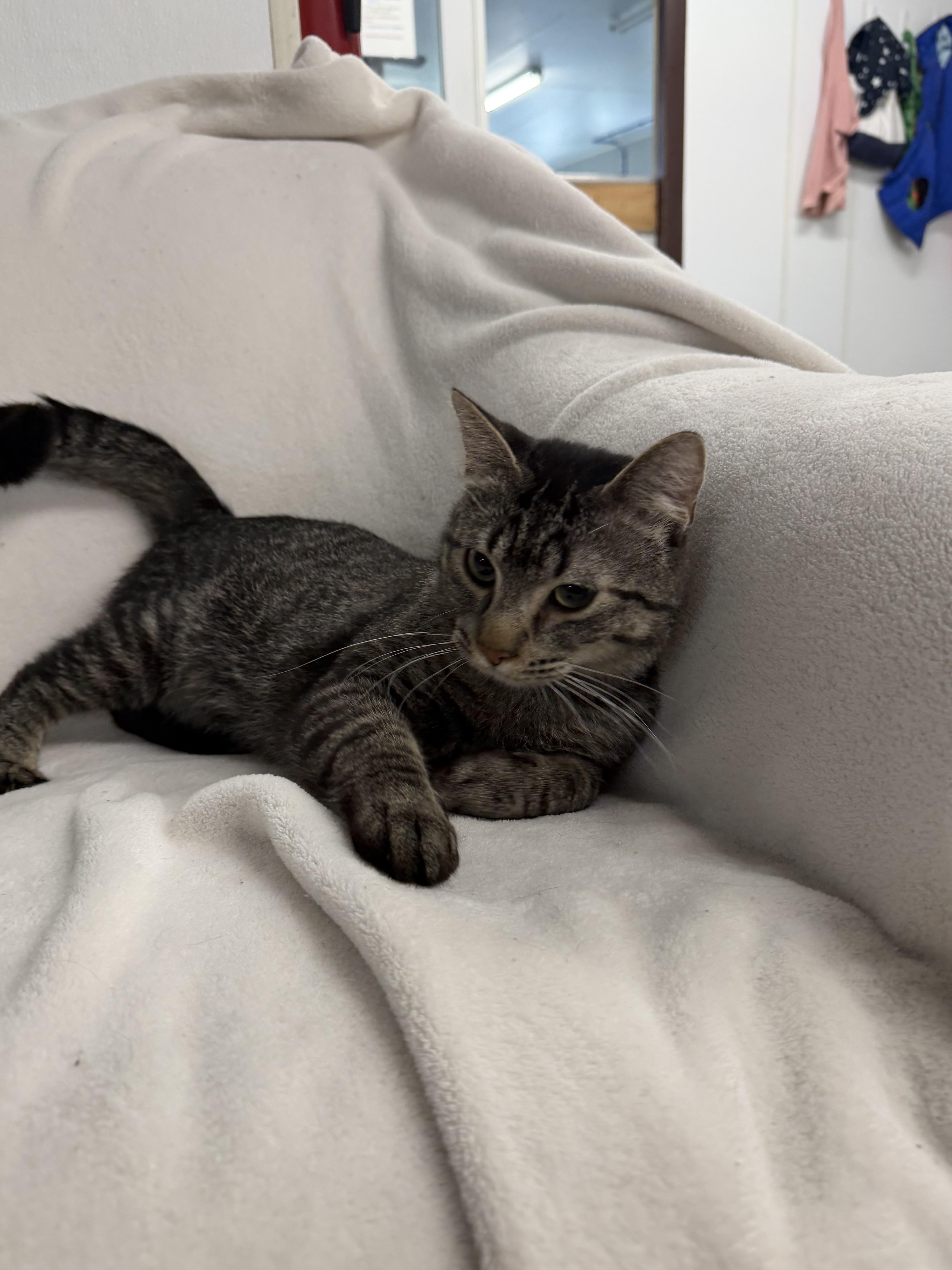 An adult medium-sized male Domestic Short Hair cat named Slipknot for adoption in Auburn, NE