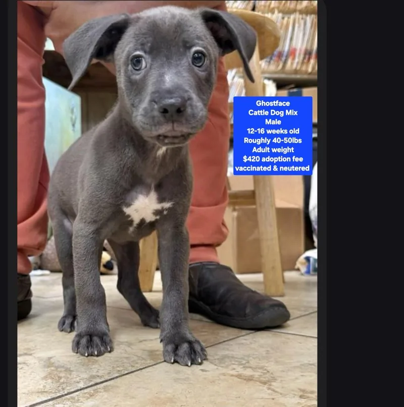 A baby medium-sized male Cattle Dog dog named Ghostface for adoption in Oviedo, FL