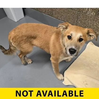 A young large-sized male Mixed Breed dog named Grand Canyon for adoption in Eugene, OR