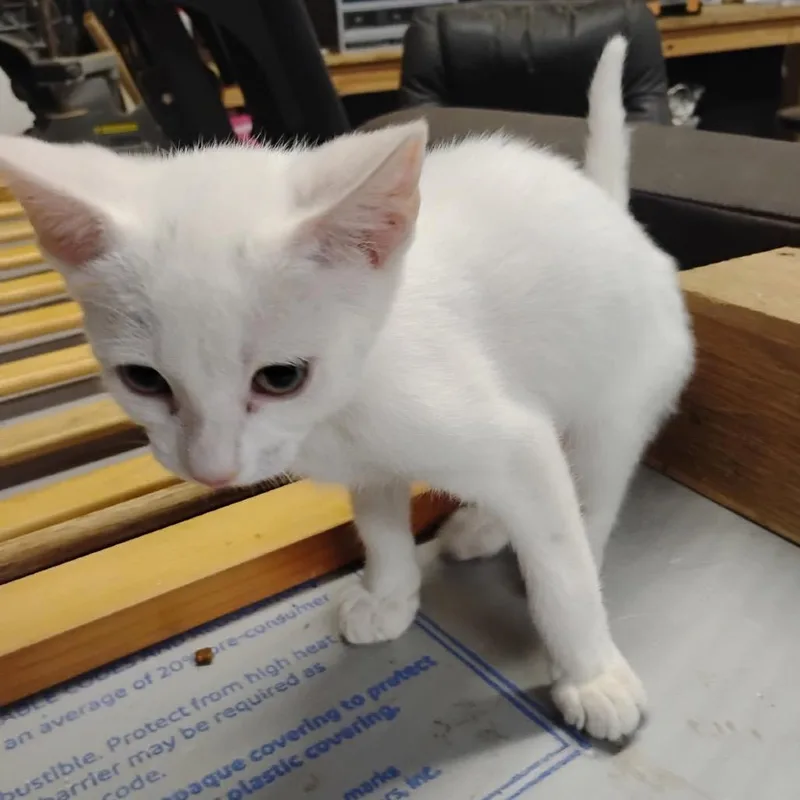 A baby small-sized male White Domestic Short Hair cat named Austin for adoption in League City, TX