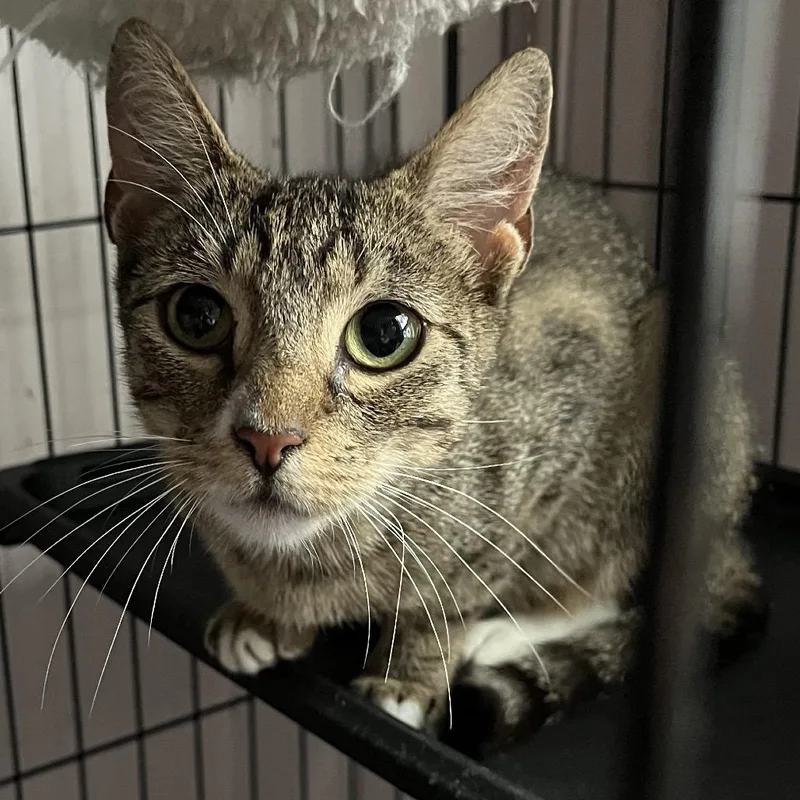 An adult small-sized female Brown / Chocolate American Shorthair cat named Muffin for adoption in Oceanside, NY