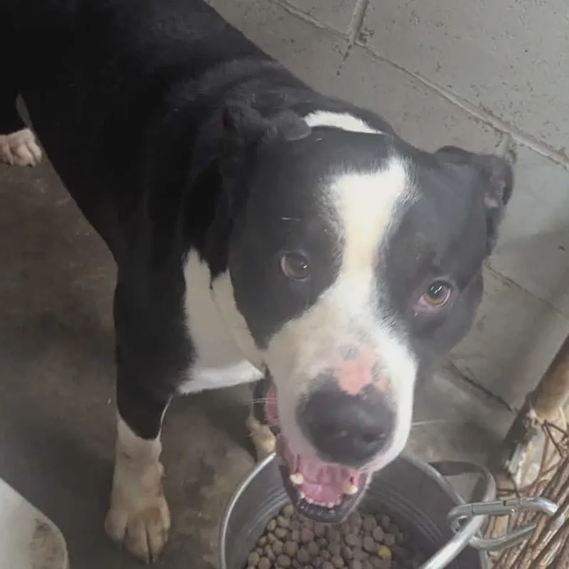 An adult large-sized male Black Pit Bull Terrier dog named Lobo for adoption in Logan, OH