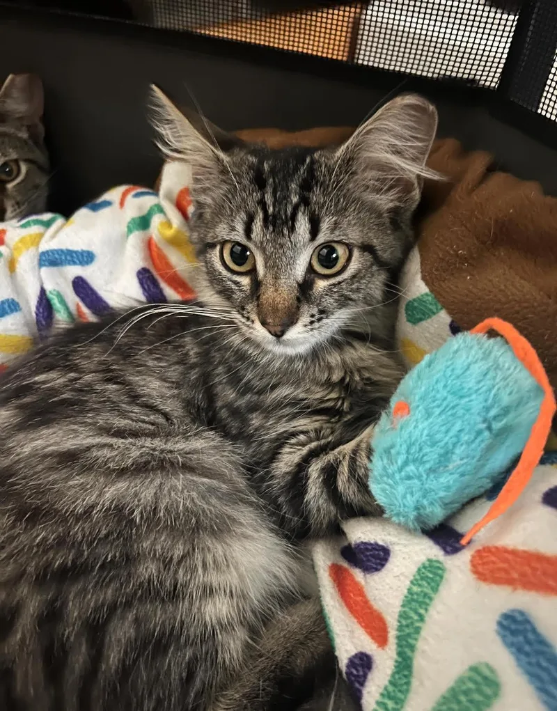 Chardonnay thumbnail 2