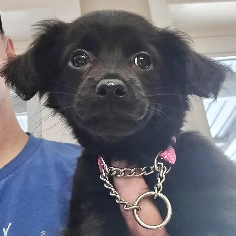 A baby medium-sized female Black Goldendoodle dog named Kat for adoption in Hillsborough, NJ
