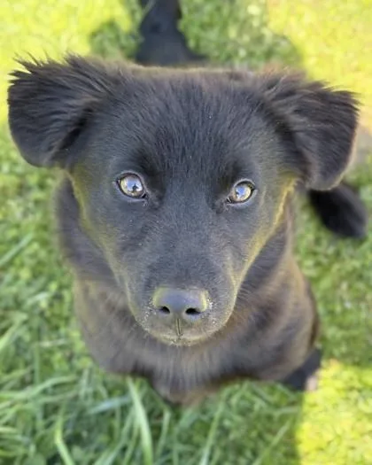 A baby medium-sized male Flat-Coated Retriever dog named Bear for adoption in Malvern, PA