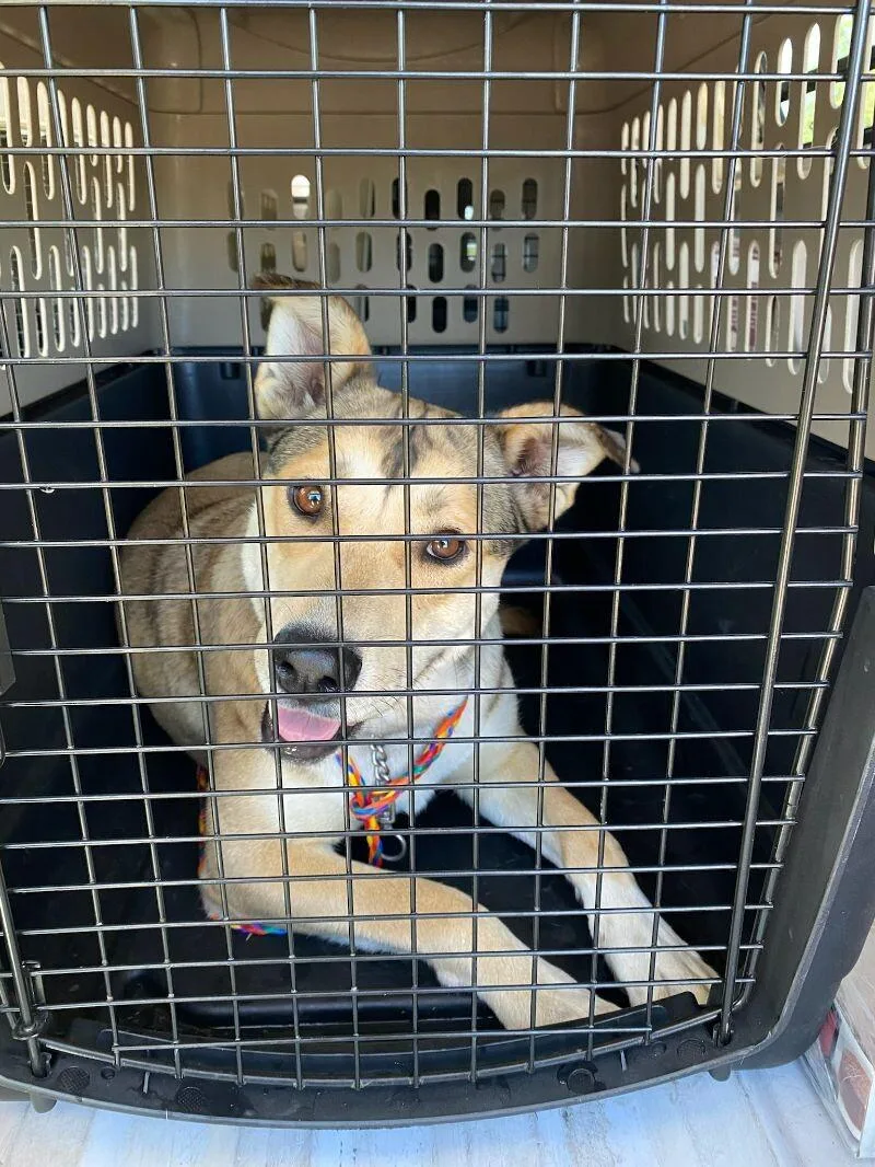 An adult medium-sized female Yellow / Tan / Blond / Fawn Labrador Retriever dog named Nala for adoption in Fruit Heights, UT