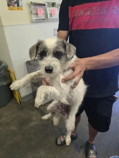A young small-sized female Terrier dog named Todd for adoption in Los Angeles, CA
