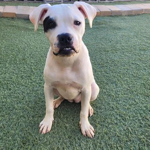 Monterey thumbnail 2