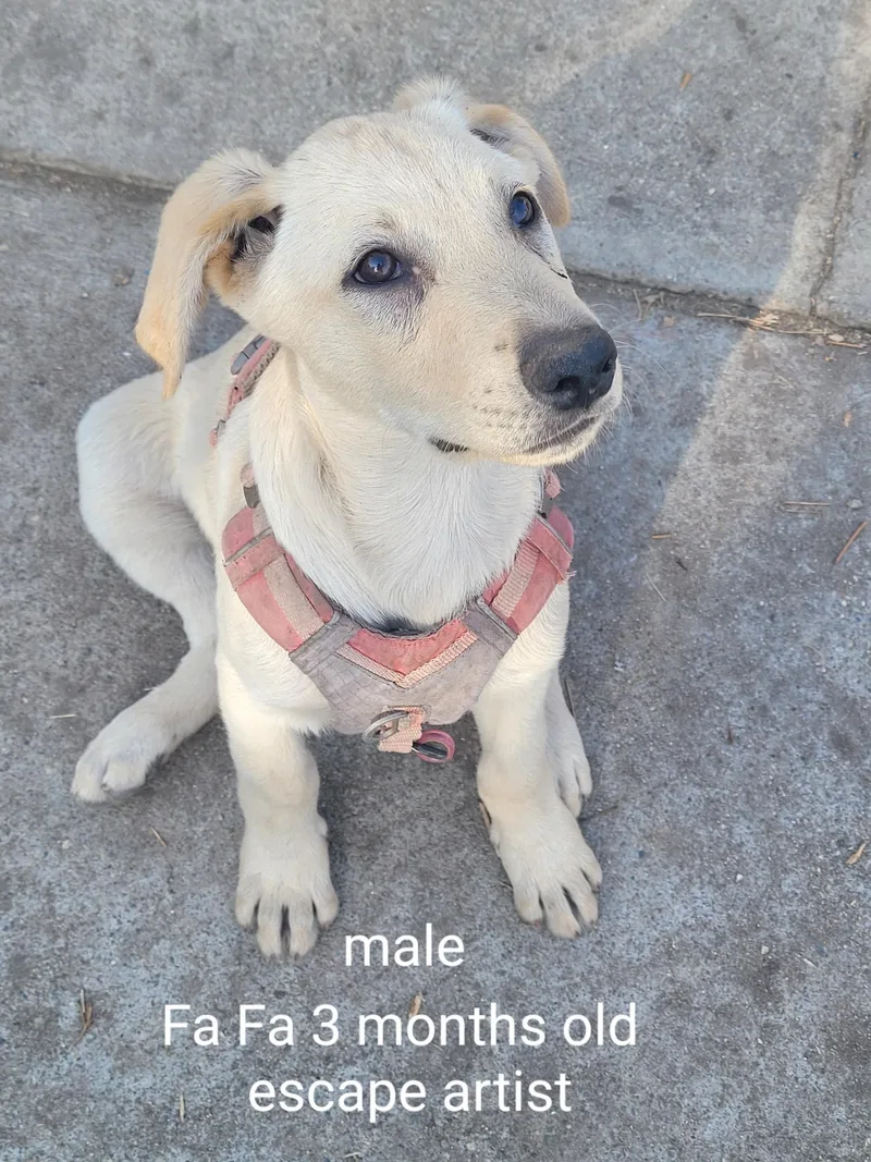 A baby large-sized male Apricot / Beige Golden Retriever dog named Golden Retreiver Shepherd Mix for adoption in Torrance, CA